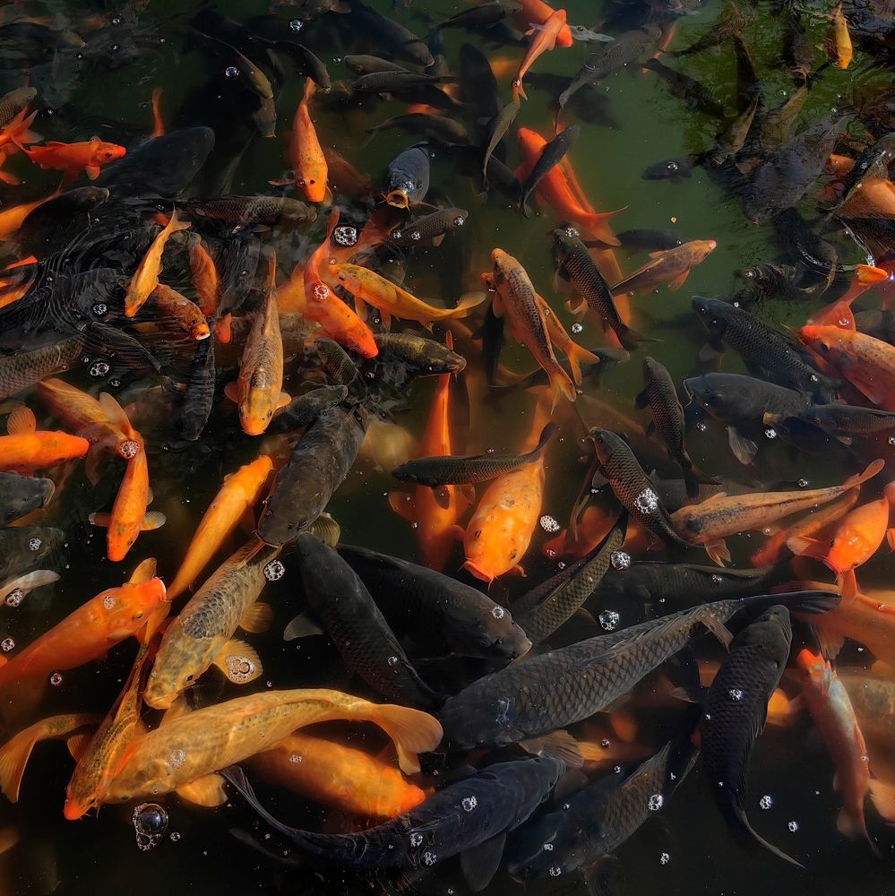 Photograph by Игорь Крыжко