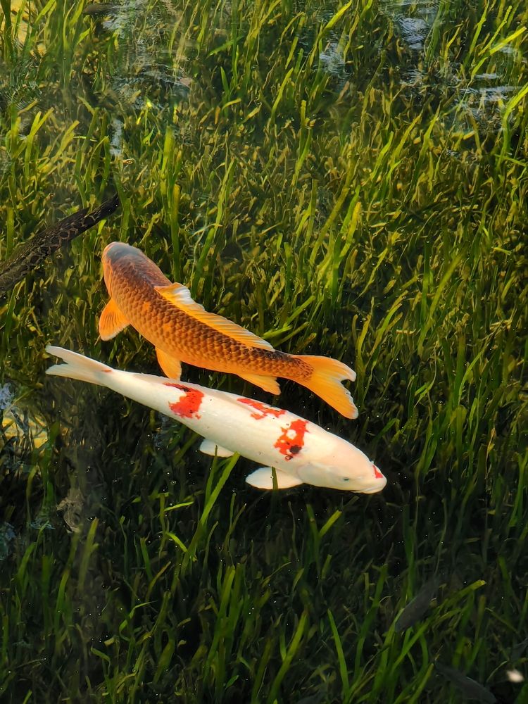 Photograph by Игорь Крыжко