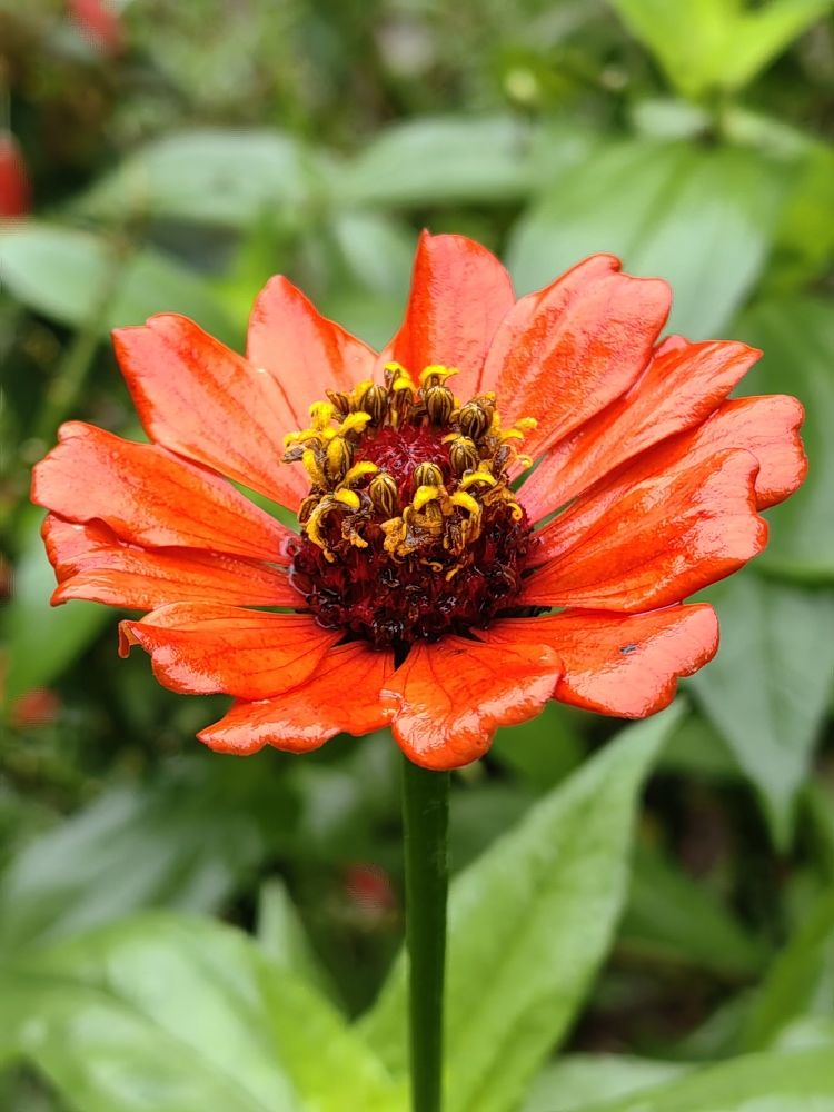 Photograph by Virginia Azocar