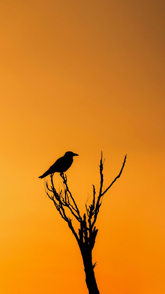 Photograph by Farshad Yazdankhah