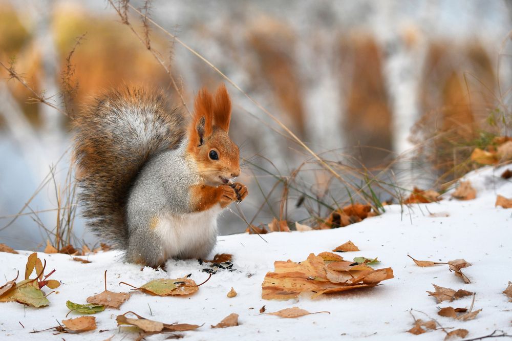 Нарядилась в Осень белка