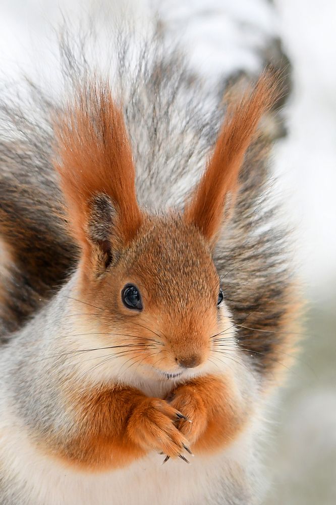 Рыжая милашка