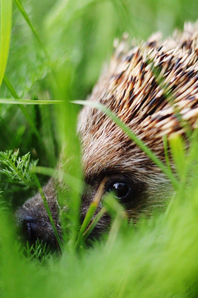 Ежик на травке