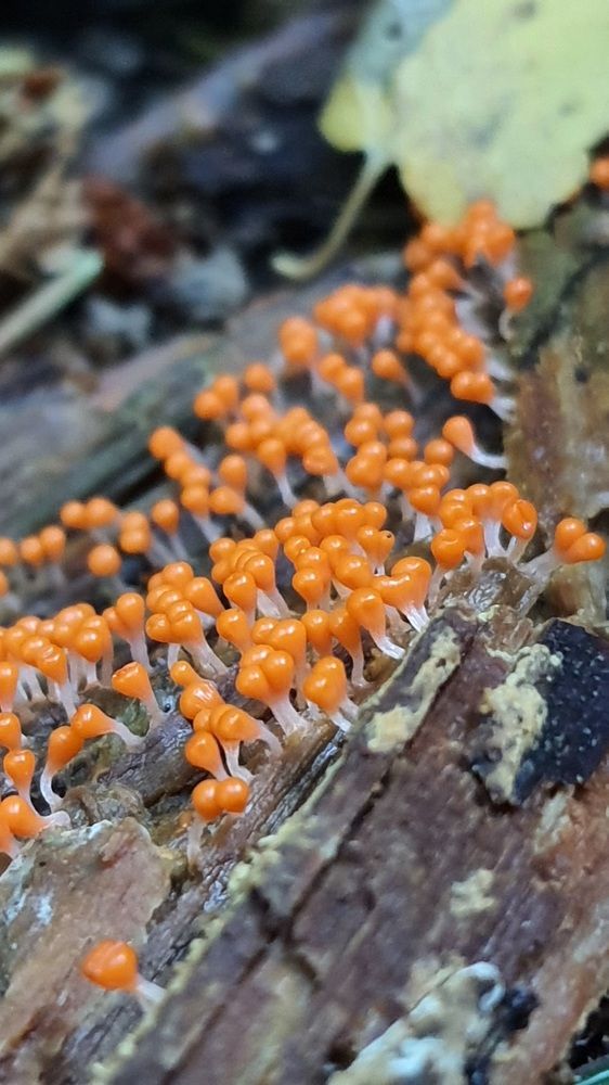 Photograph by Виктория Образцова