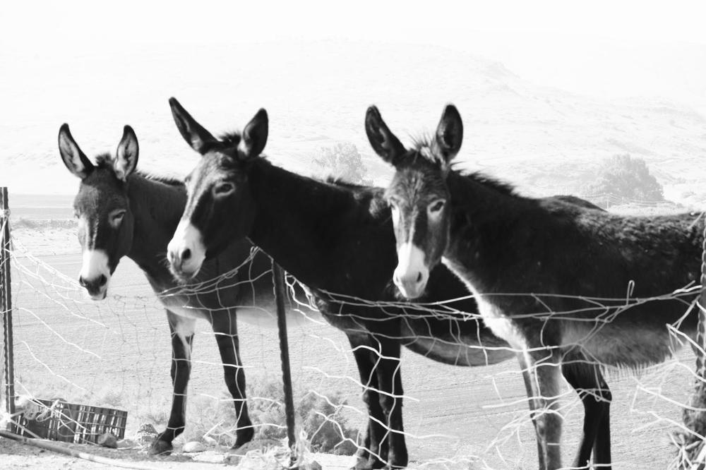 Photograph by יפעת ברונשטיין כהן