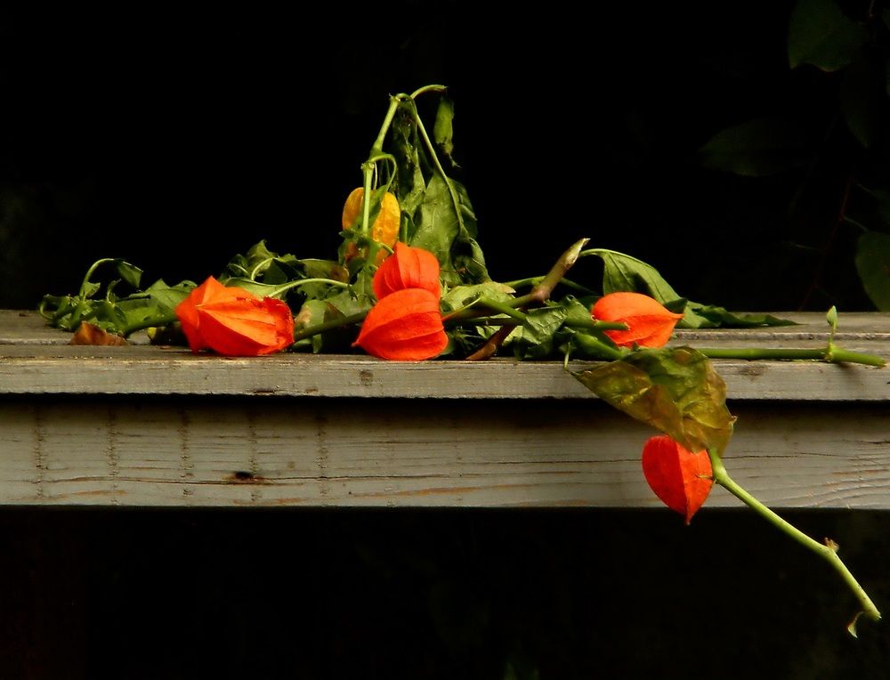 Фотография автора Роман Савоцкий