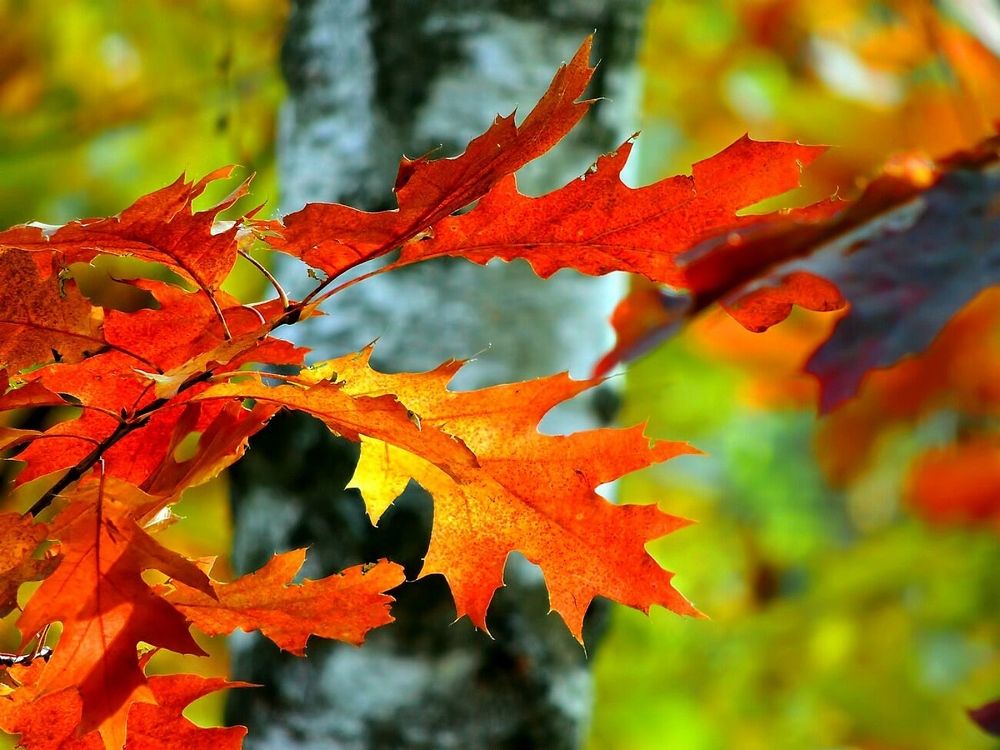 Фотография автора Роман Савоцкий