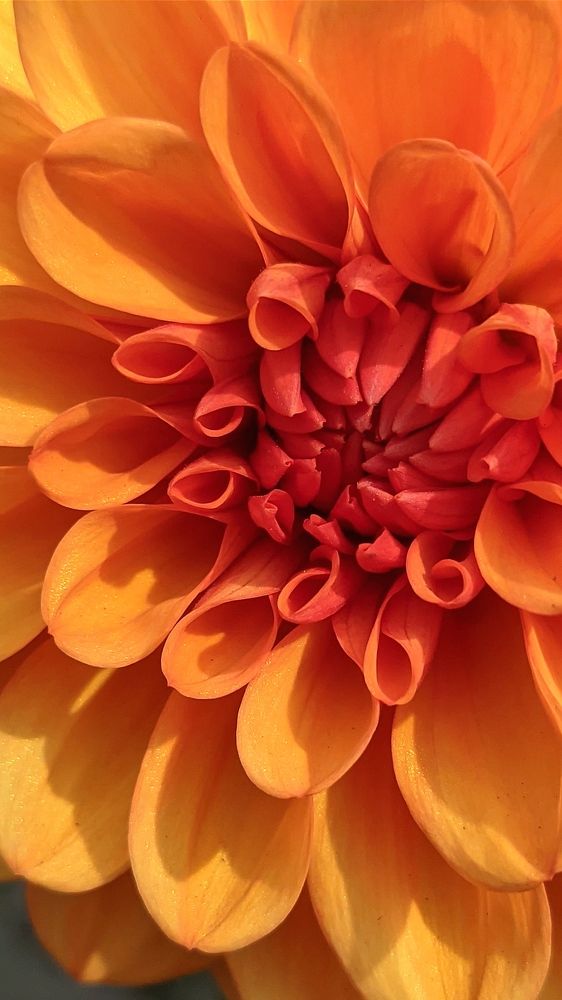 Фотография автора Васильева Ирина