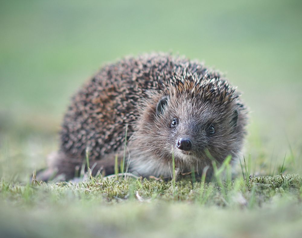 Photograph by Александр Гвоздь