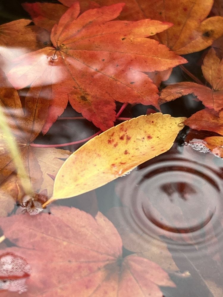 Фотография автора Diana