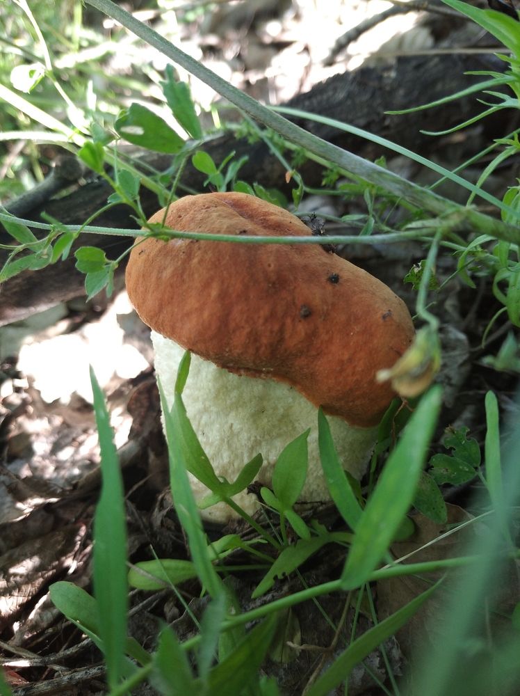 Photograph by Елена Коробченко