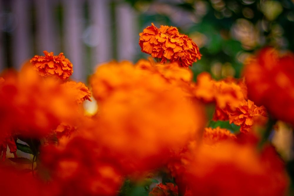 Фотография автора Иван Карпов