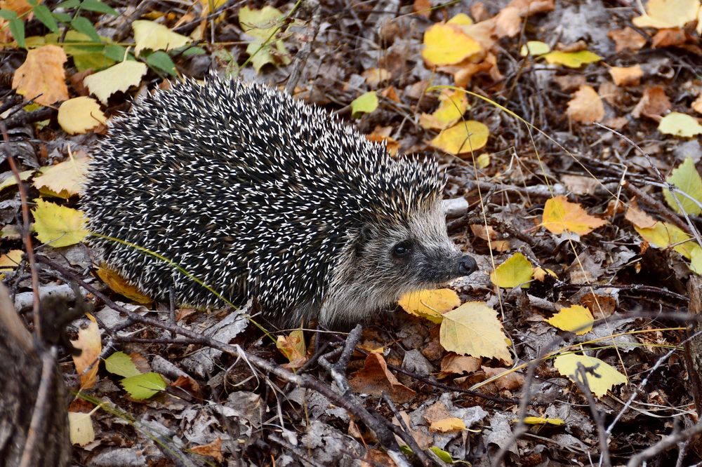 Острый нюх у ежа - приближается зима...