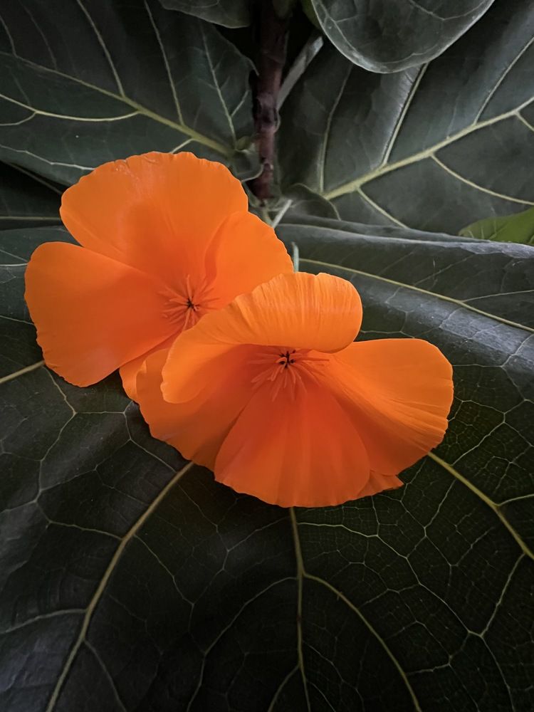 Фотография автора Diana