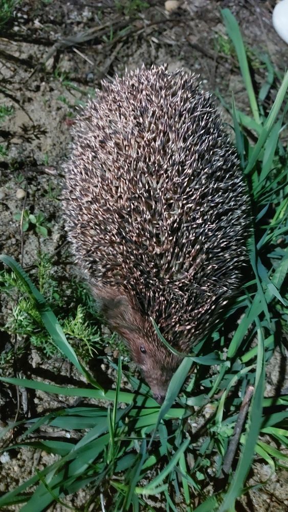 Photograph by ЭЛЬМИРА  ИСМАИЛОВА