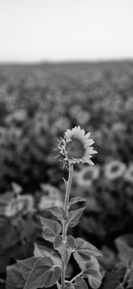 Фотография автора Ольга Мусина