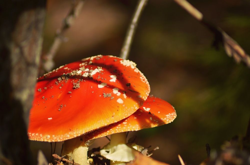 Photograph by Галина Карманова