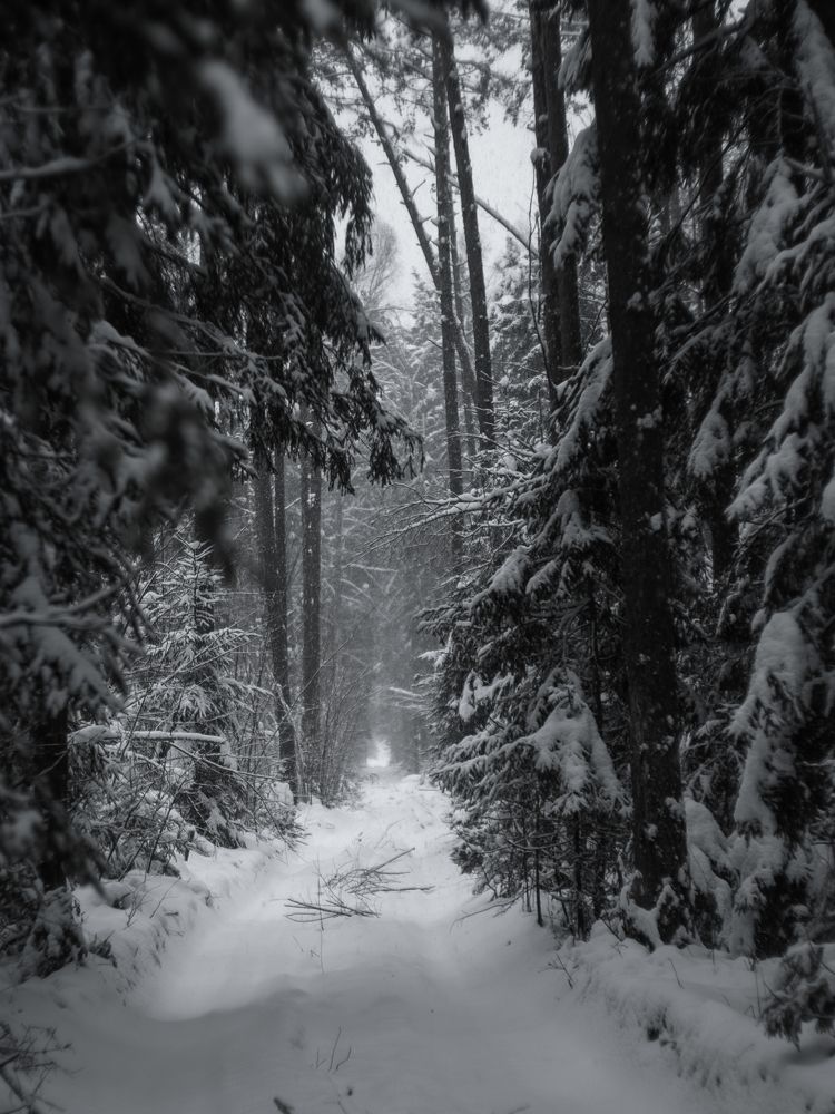 Photograph by z14photo