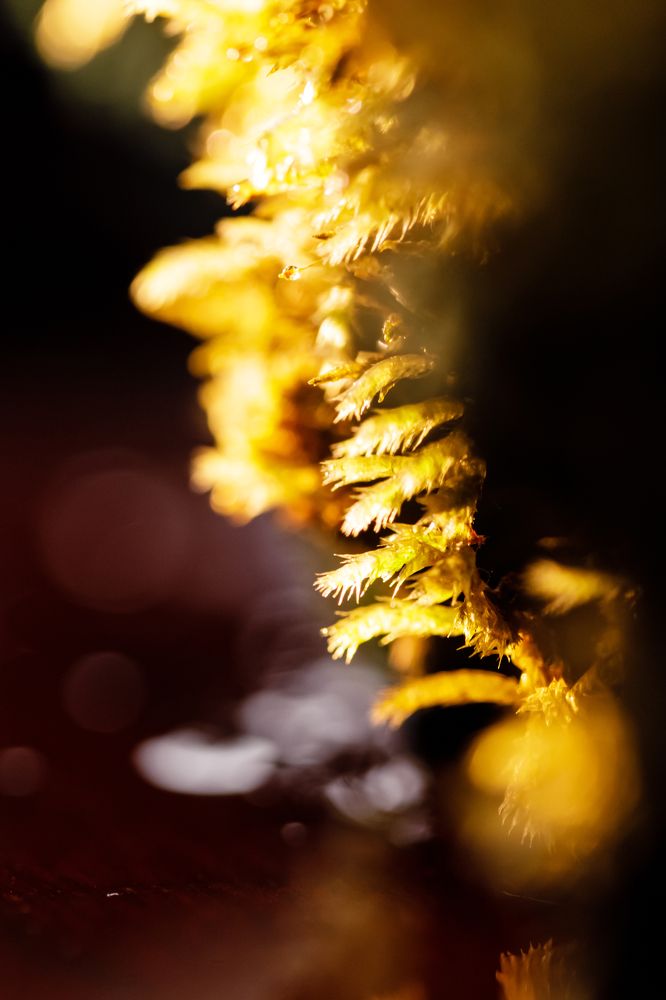 Photograph by Мешков Кирилл