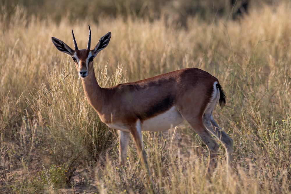 Фотография автора Kirtesh Mahant