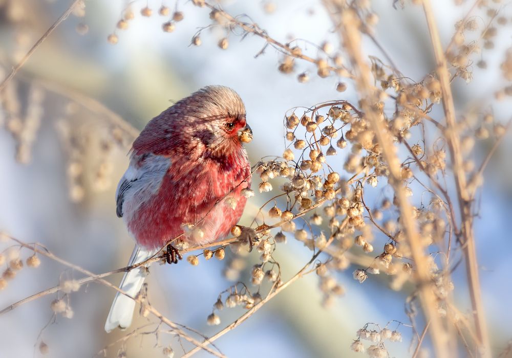 Урагус  (Carpodacus sibiricus)