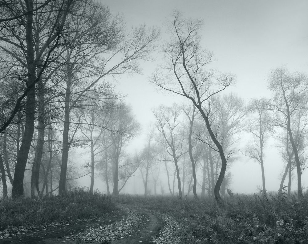 Photograph by Чичкин Валерий