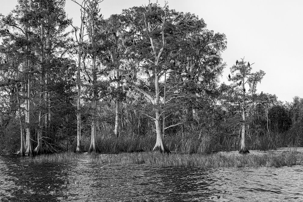 Фотография автора Ray Asiala