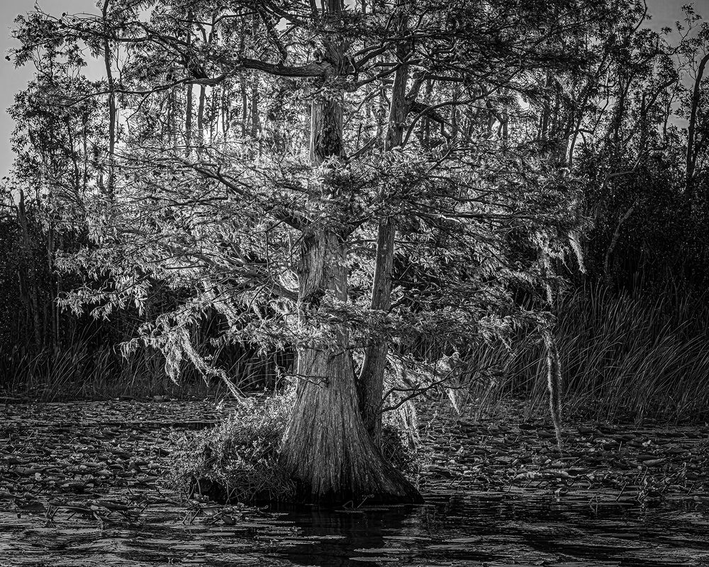 Фотография автора Ray Asiala