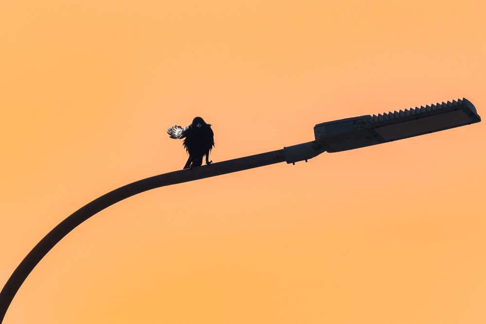 Фотография автора Pham Anh Vu