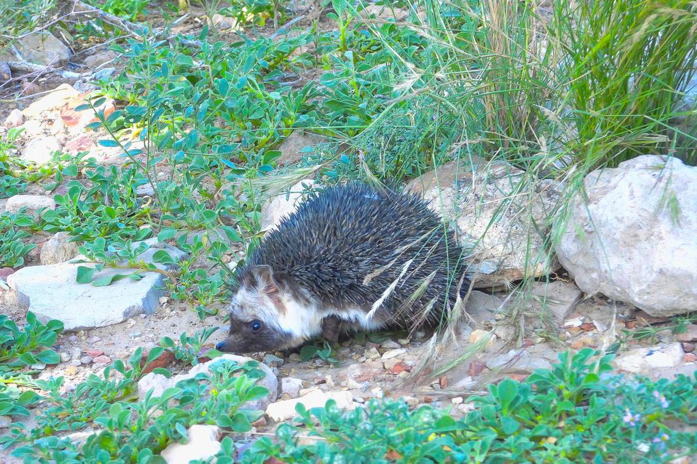 Фотография автора Suresh S S