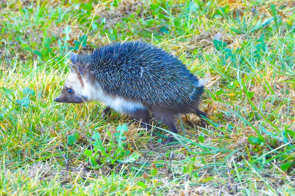 Фотография автора Suresh S S