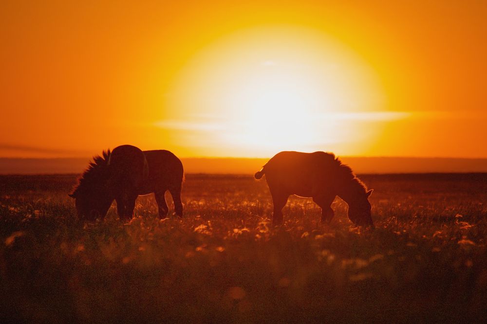 Фотография автора Ольга Белоусова