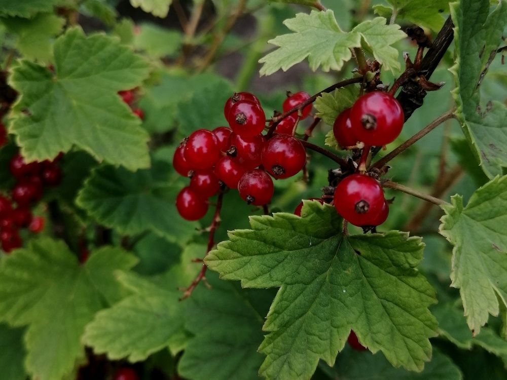 Photograph by Анжелика Короткова