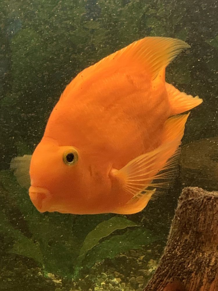 Фотография автора Ирина Шпаковская