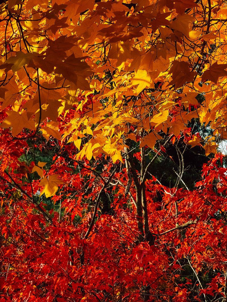 Photograph by Alina Polomoshnova