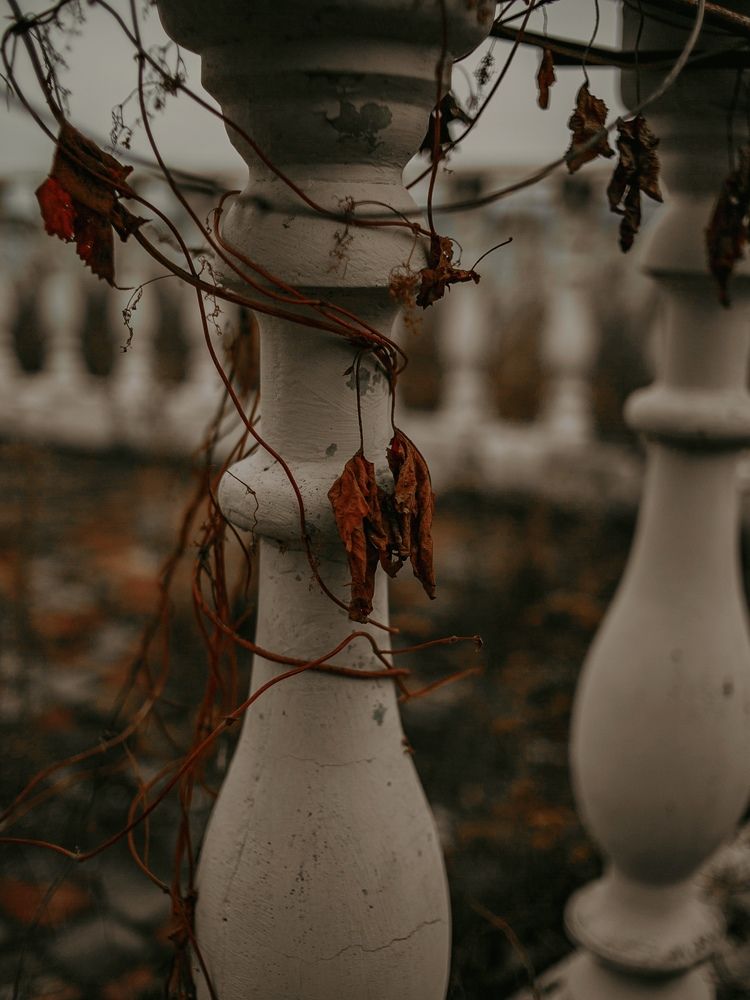 Фотография автора Елена Чиликина