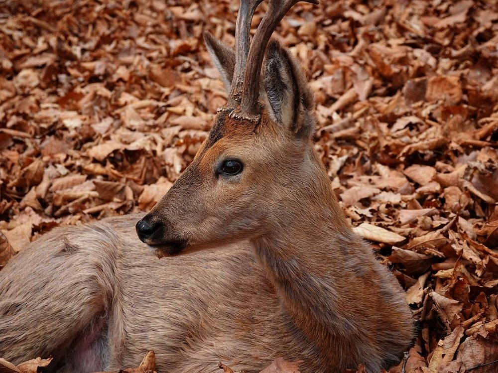 Портрет оленёнка.