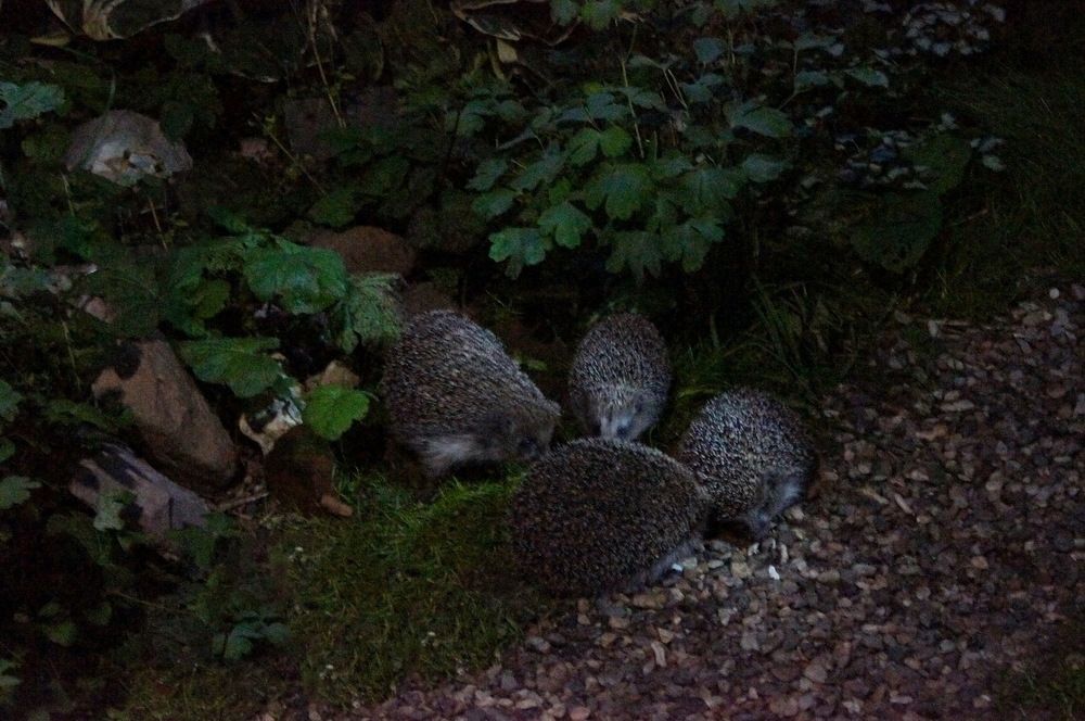 Единый квартет