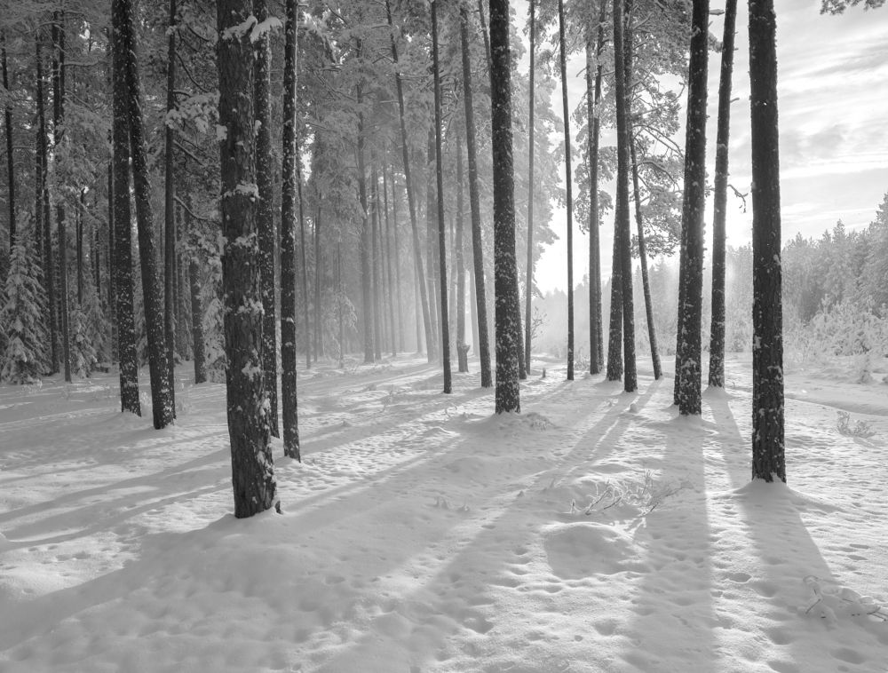 Фотография автора Евгений Карепанов