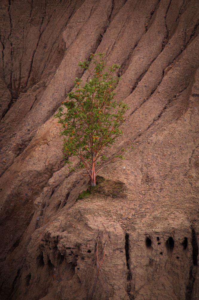 Photograph by Светлана Карнаух