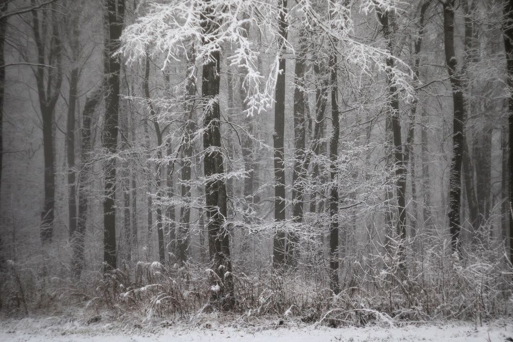 Photograph by Инна Карасева