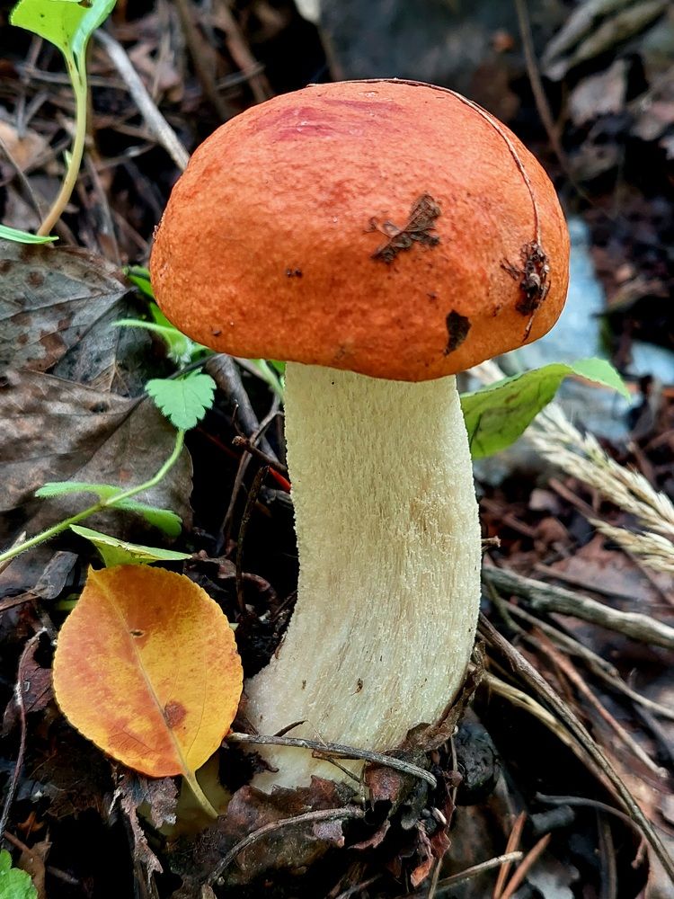 Фотография автора Анастасия Куликова