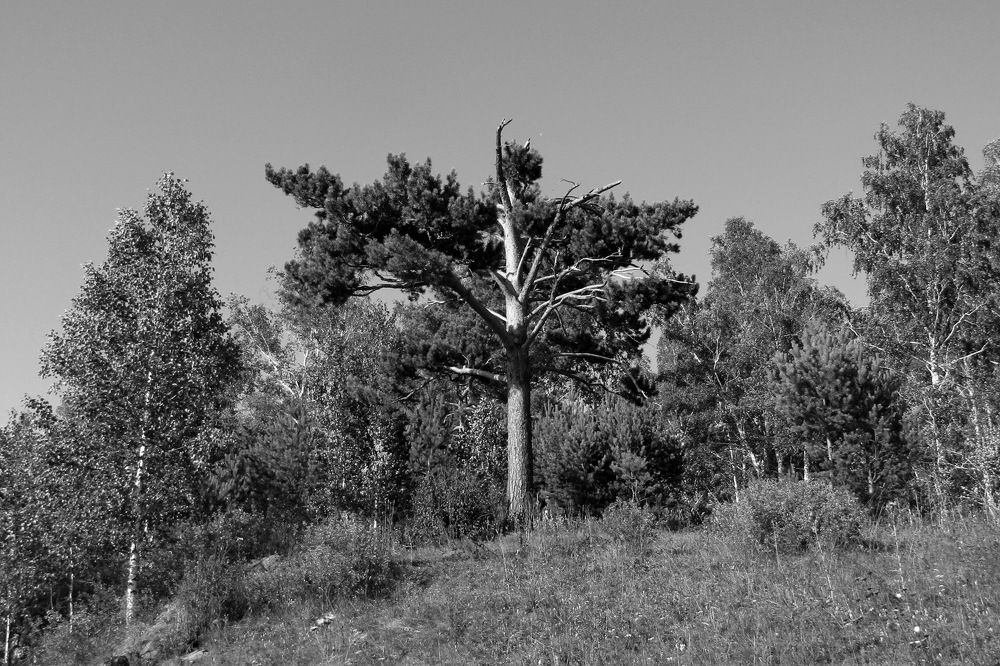 Photograph by Дмитрий Симагин