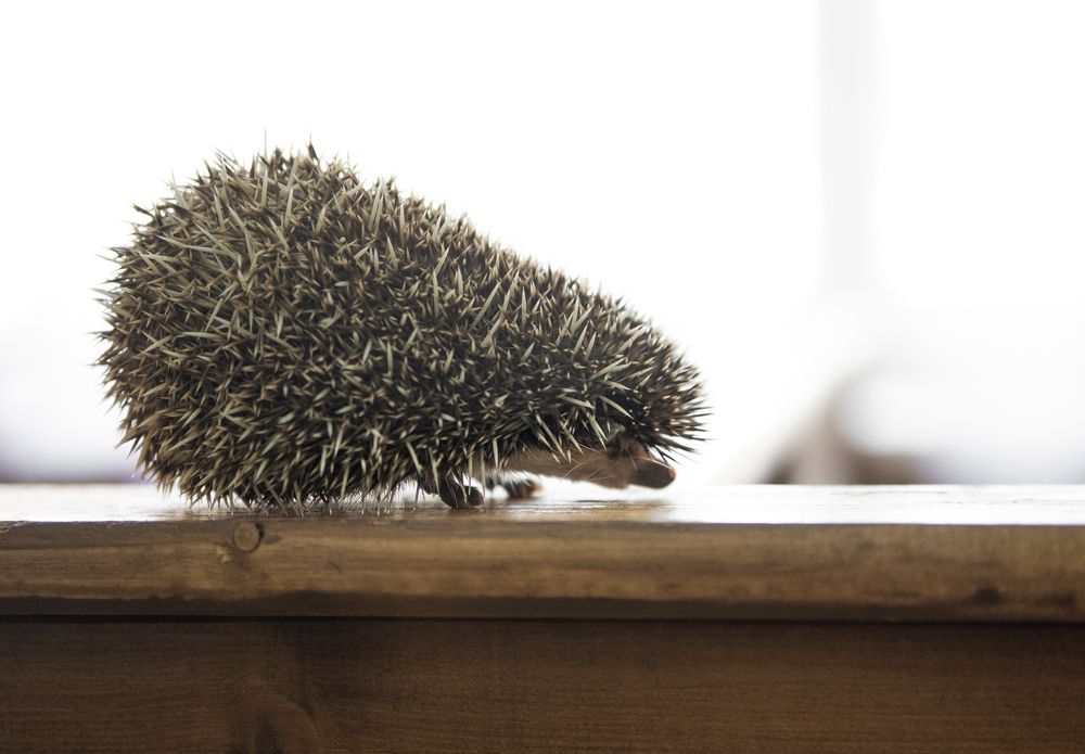 Photograph by Екатерина Родченкова