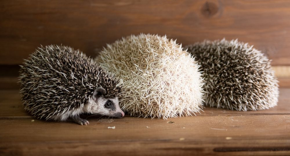 Photograph by Екатерина Родченкова