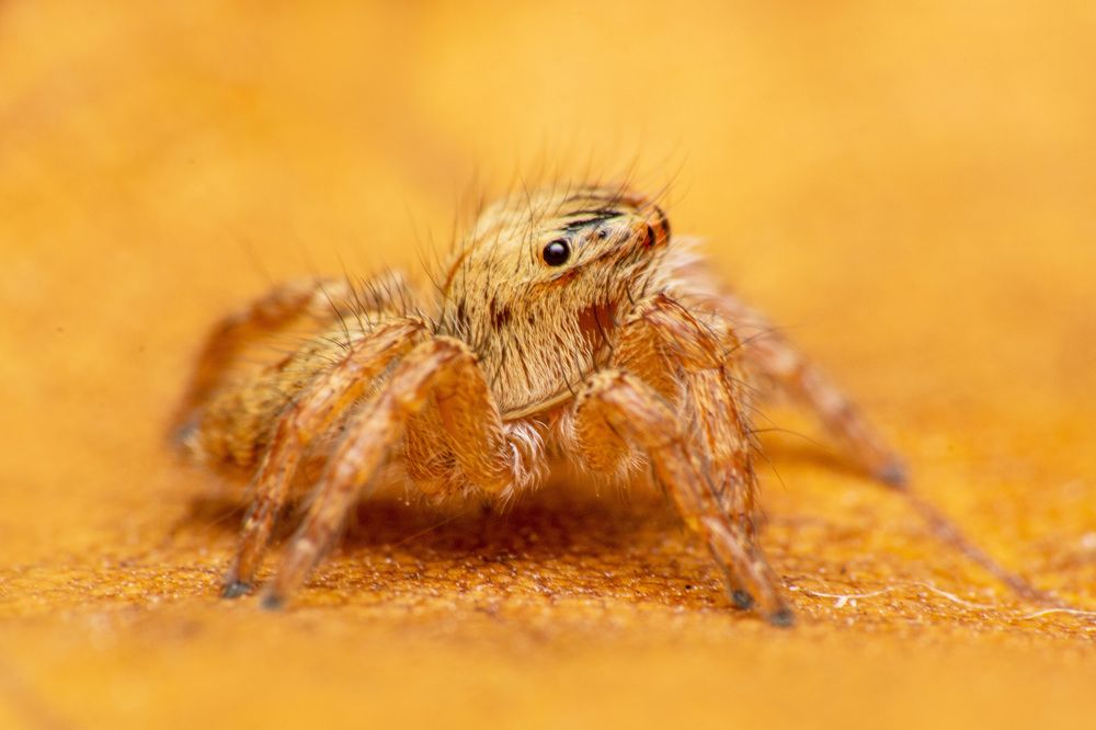 Фотография автора ChonTin NeCoTi