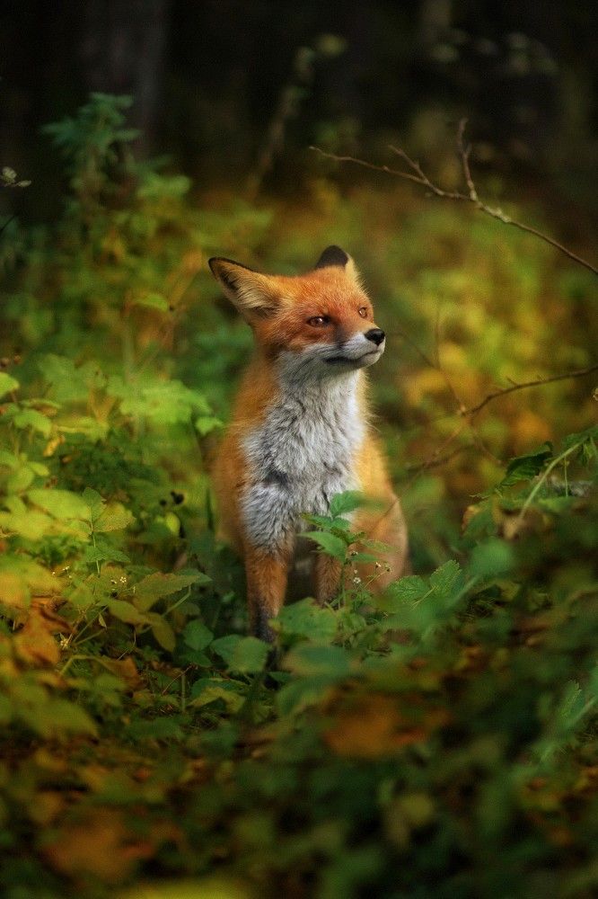 Photograph by Татьяна Максакова