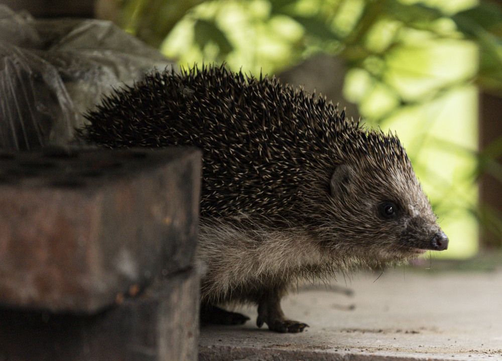 Photograph by ИРЕНА Цурпал