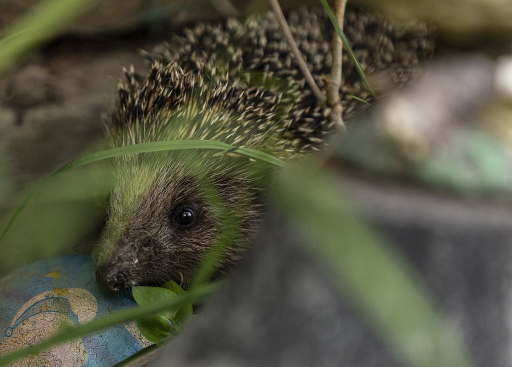 Photograph by ИРЕНА Цурпал