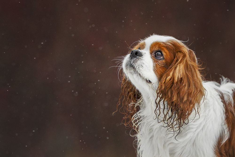 Photograph by Мария Комратова